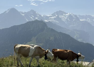 Schynige Platte